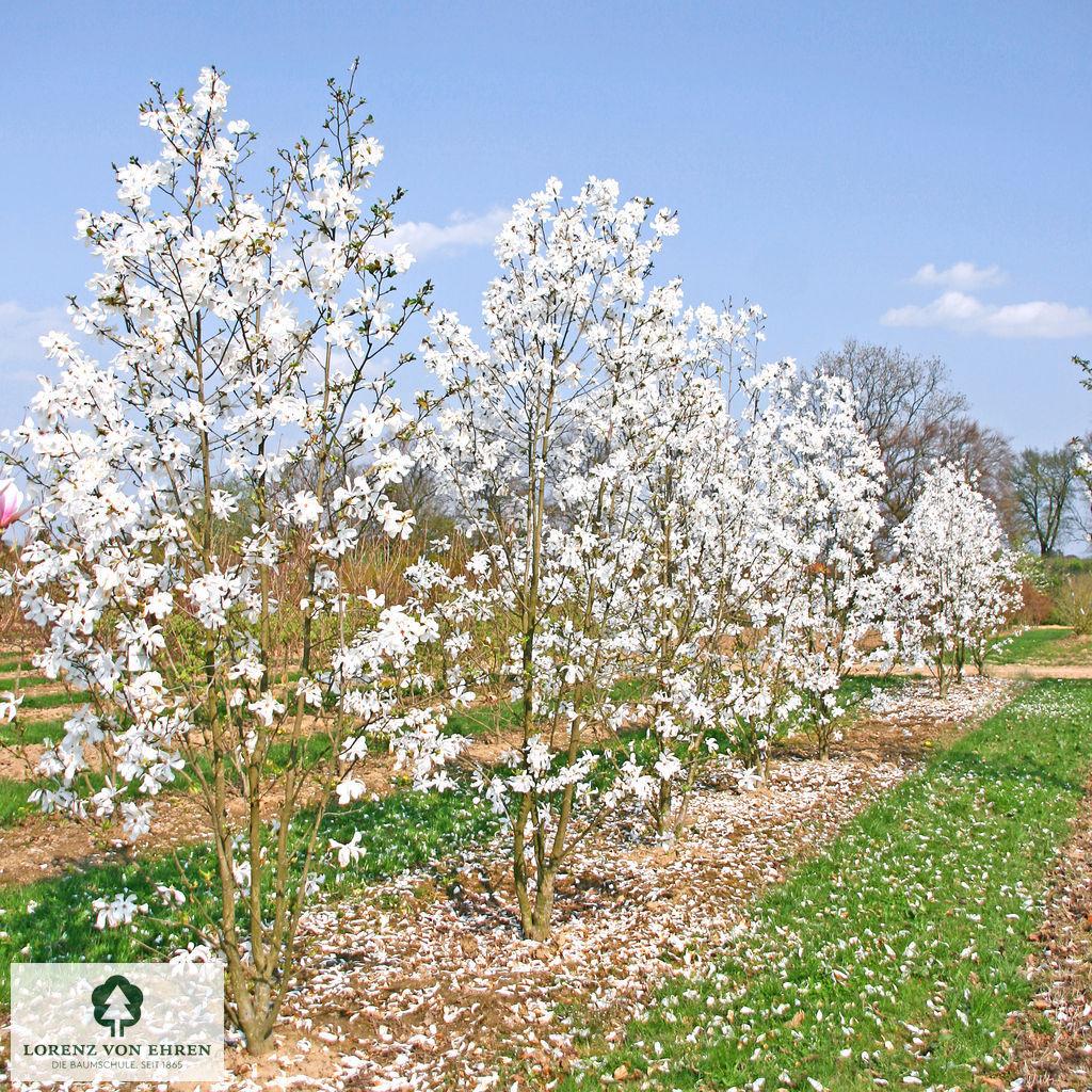 Magnolia Loebneri 'merrill' Multi Stem - View 5 from www redcrocus com