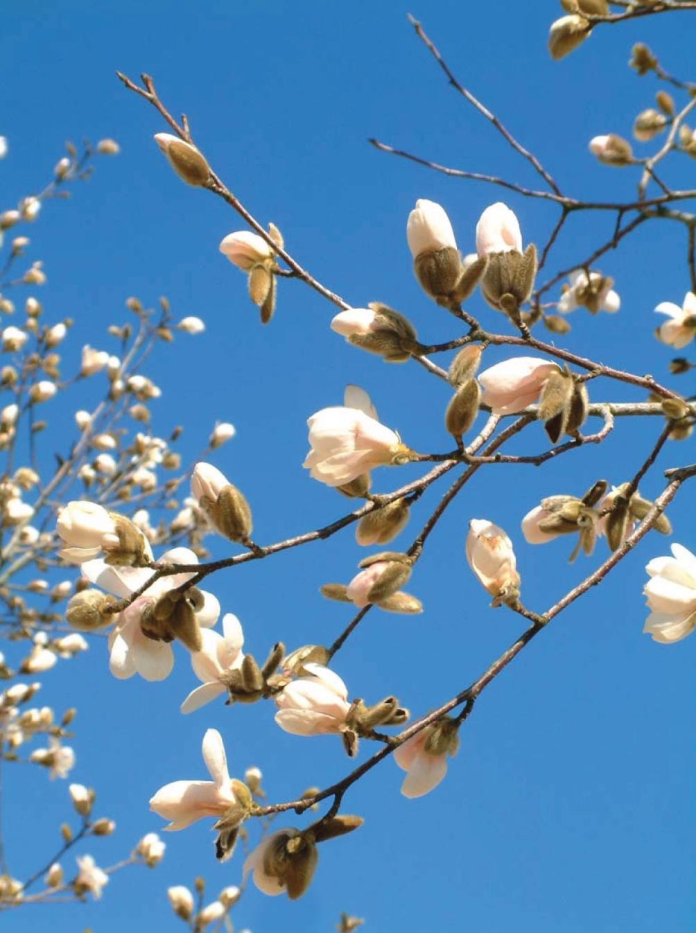 Magnolia Loebneri 'merrill' Multi Stem - View 7 from www redcrocus com