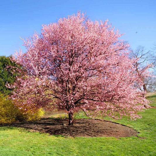 Prunus Serrulata Kwanzan - View 10 from www redcrocus com