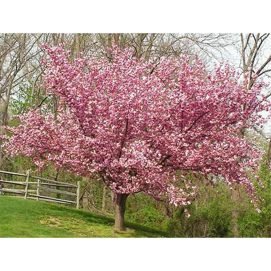 Prunus Serrulata Kwanzan - View 1 from www redcrocus com