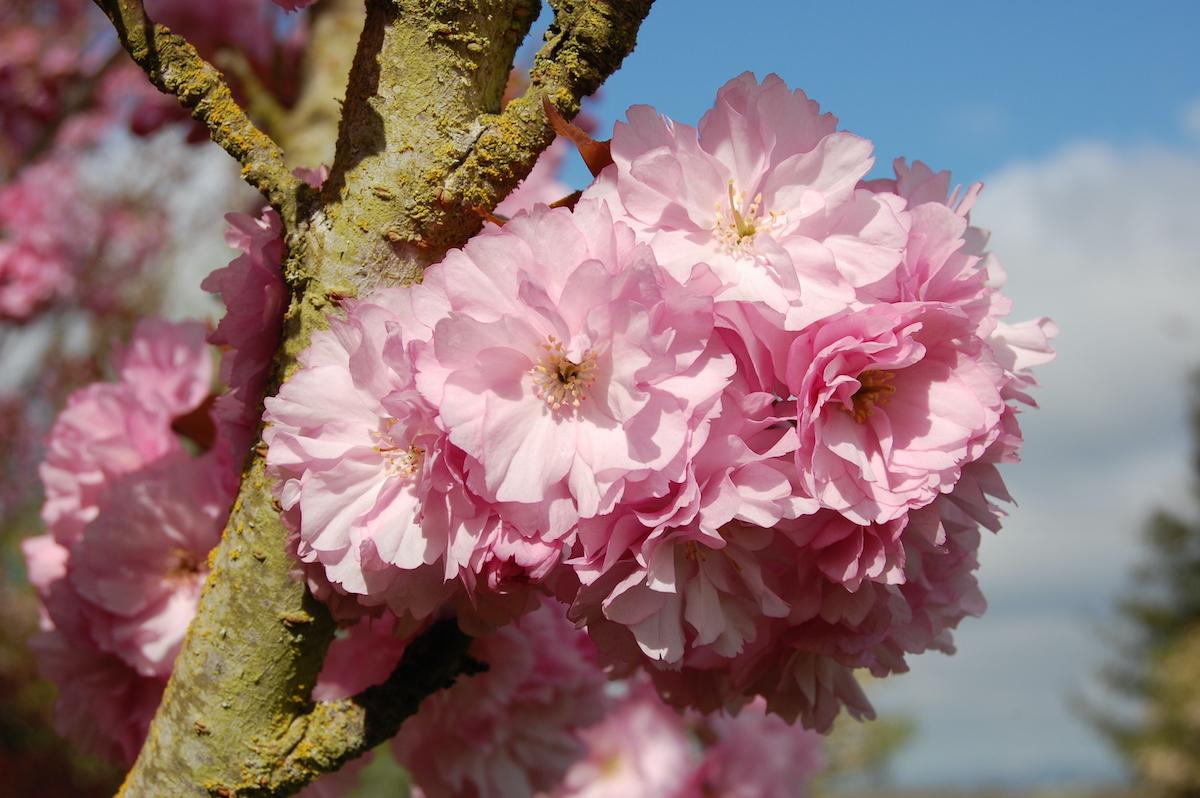 Prunus Serrulata Kwanzan - View 5 from www redcrocus com