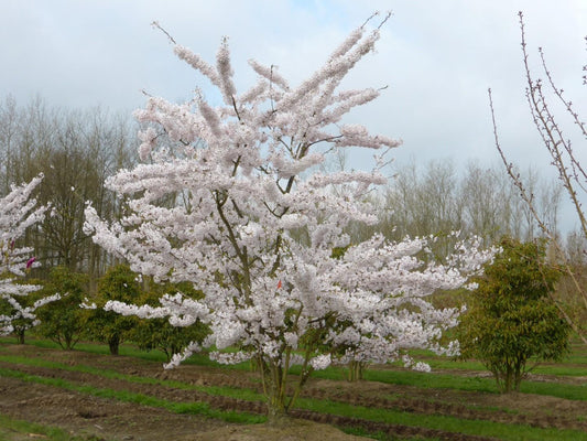 Prunus Yedoensis - View 1 from www redcrocus com