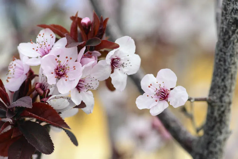 Prunus Cerasifera Thundercloud - View 10 from www redcrocus com