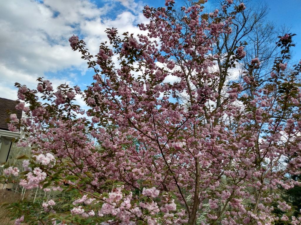Prunus Cerasifera Thundercloud - View 12 from www redcrocus com