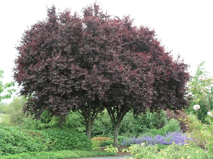 Prunus Cerasifera Thundercloud - View 13 from www redcrocus com