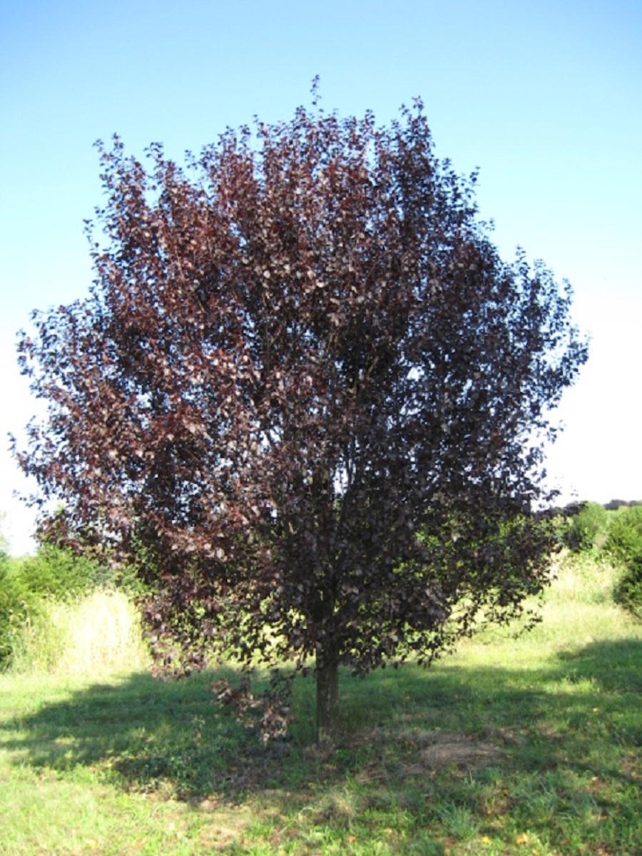 Prunus Cerasifera Thundercloud - View 17 from www redcrocus com