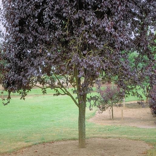 Prunus Cerasifera Thundercloud - View 18 from www redcrocus com