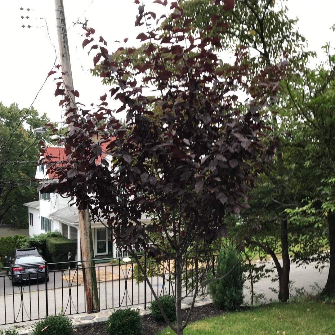 Prunus Cerasifera Thundercloud - View 20 from www redcrocus com