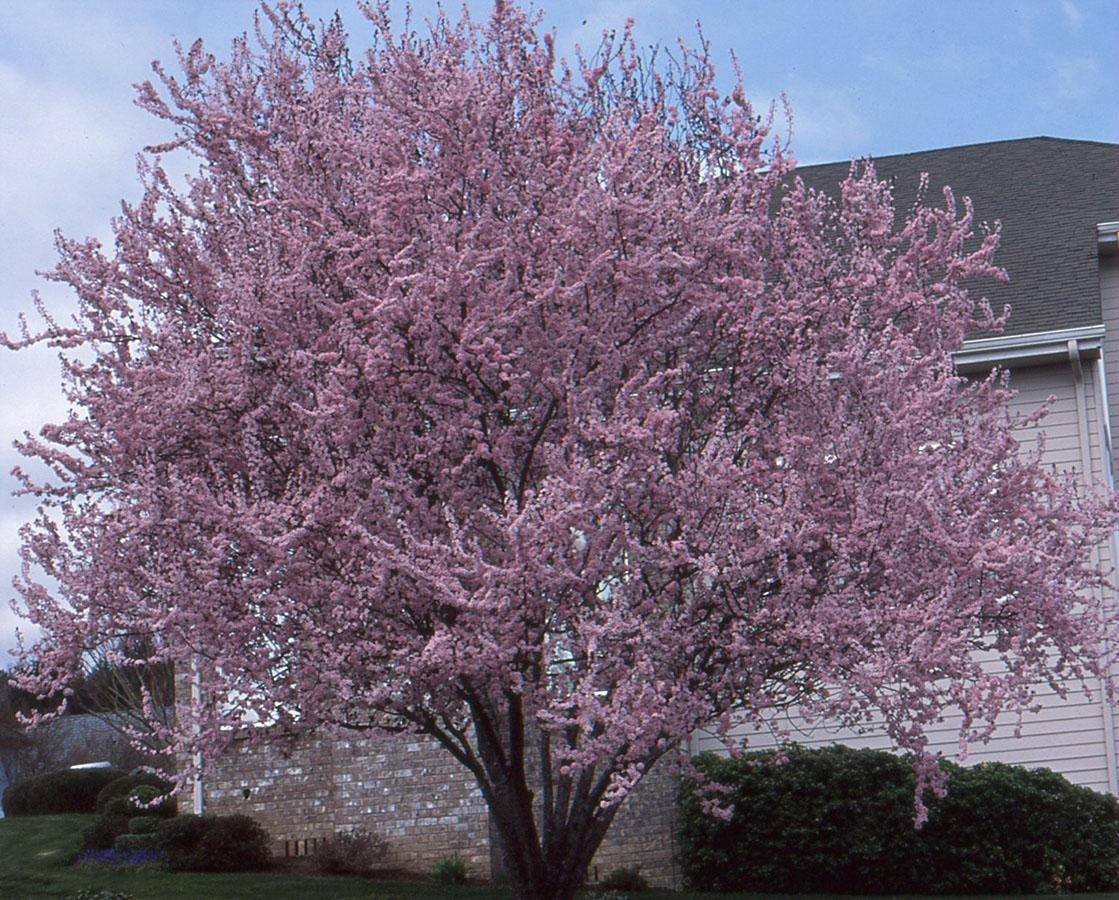 Prunus Cerasifera Thundercloud - View 2 from www redcrocus com