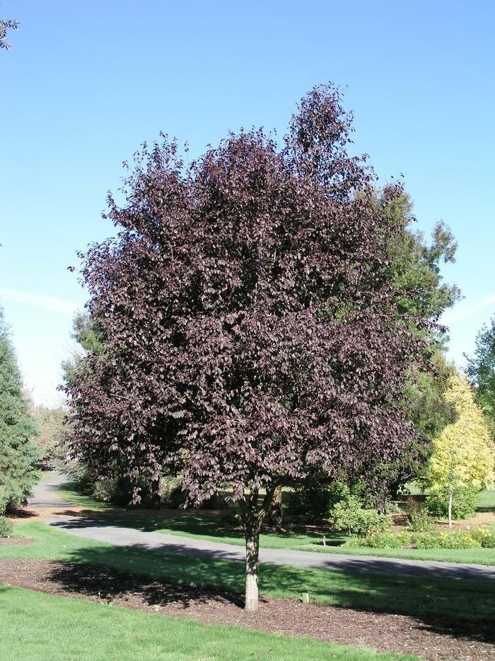 Prunus Cerasifera Thundercloud - View 7 from www redcrocus com