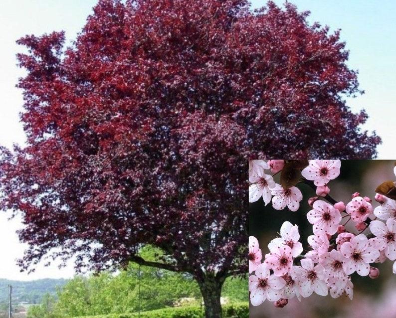 Prunus Cerasifera Thundercloud - View 8 from www redcrocus com