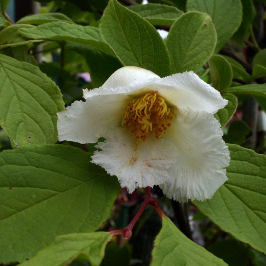 Stewartia Pseudocamellia Single Stem - View 11 from www redcrocus com