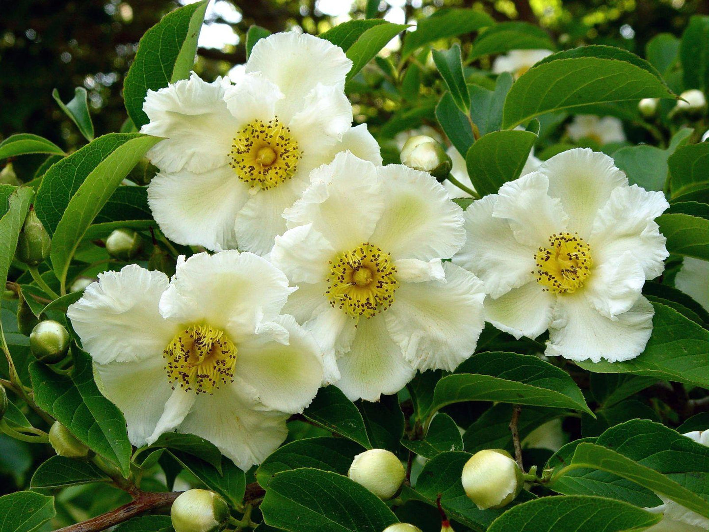 Stewartia Pseudocamellia Single Stem - View 15 from www redcrocus com