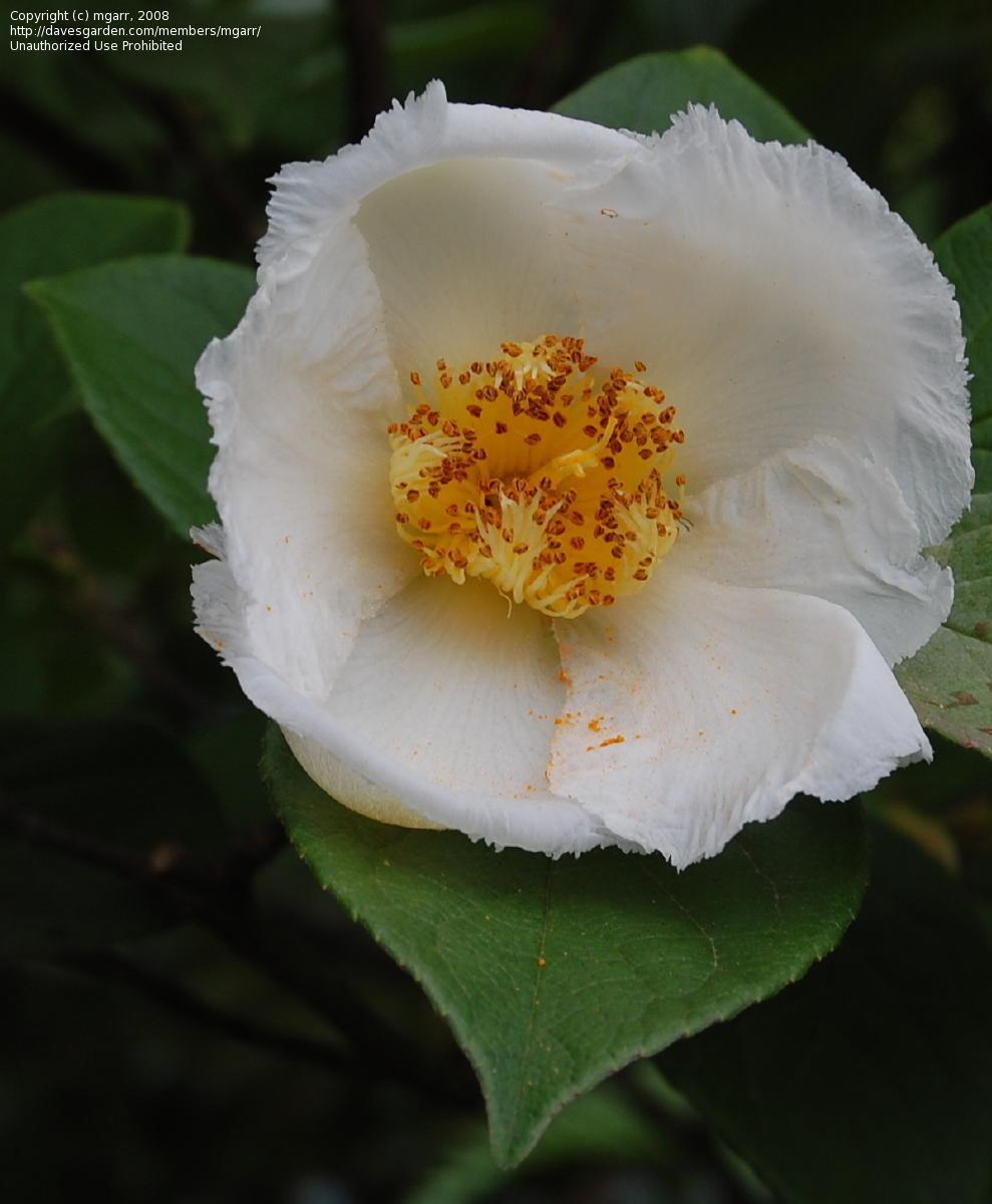 Stewartia Pseudocamellia Single Stem - View 18 from www redcrocus com