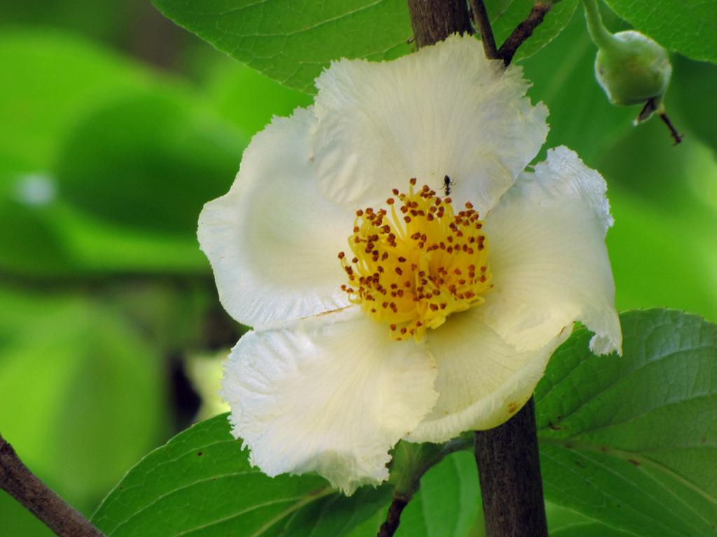 Stewartia Pseudocamellia Single Stem - View 9 from www redcrocus com
