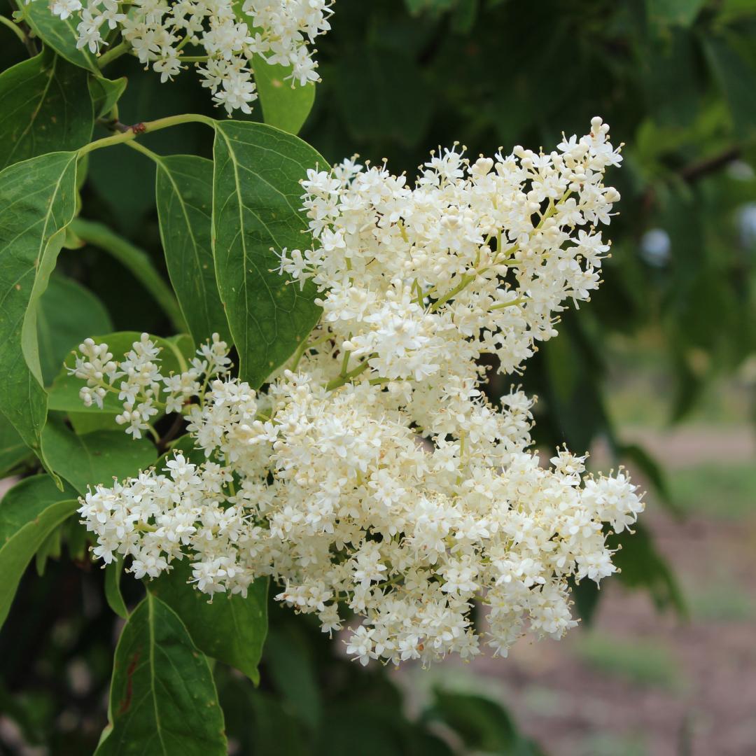 Syringa Reticulata Ivory Silk - View 12 from www redcrocus com