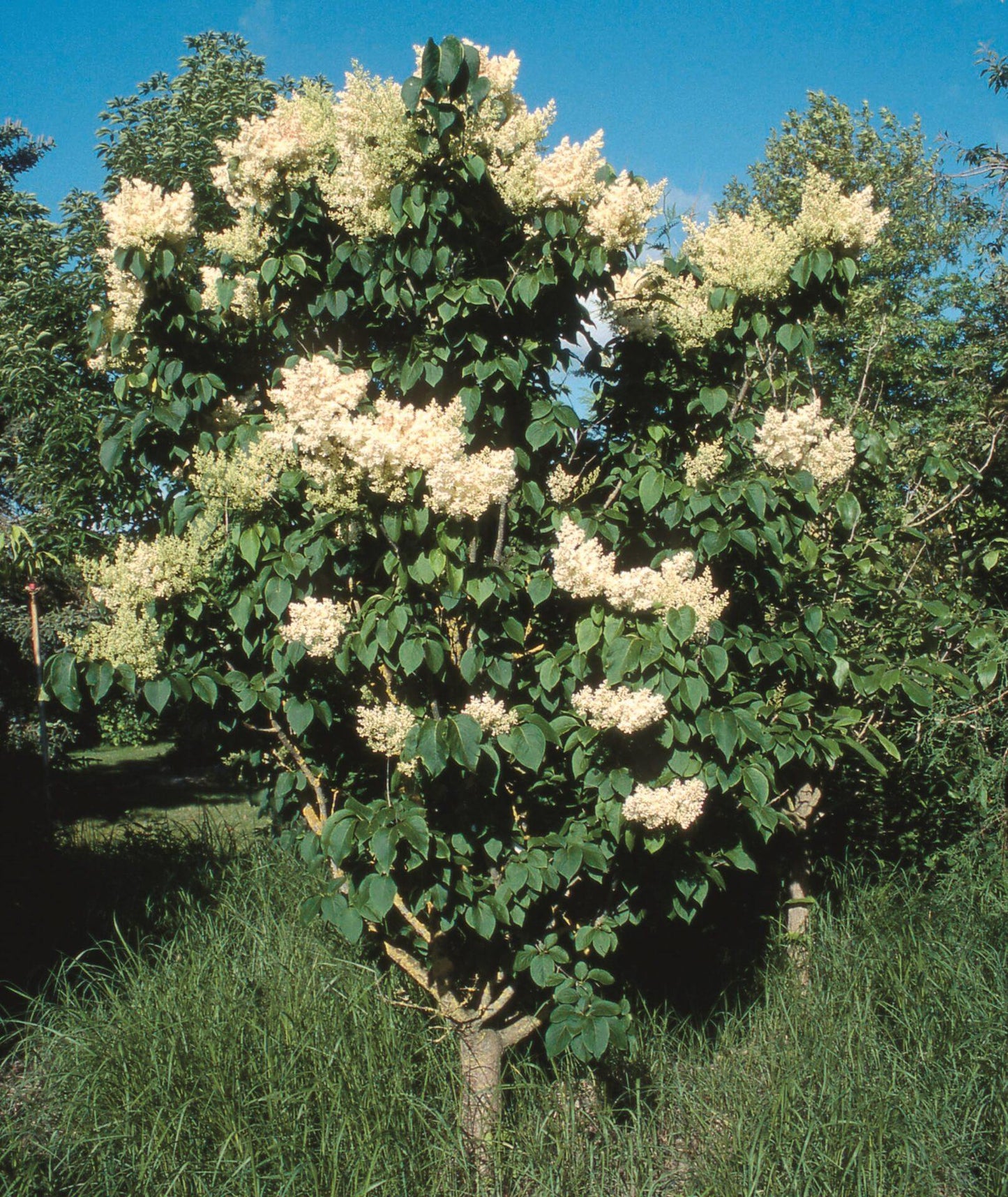 Syringa Reticulata Ivory Silk - View 1 from www redcrocus com