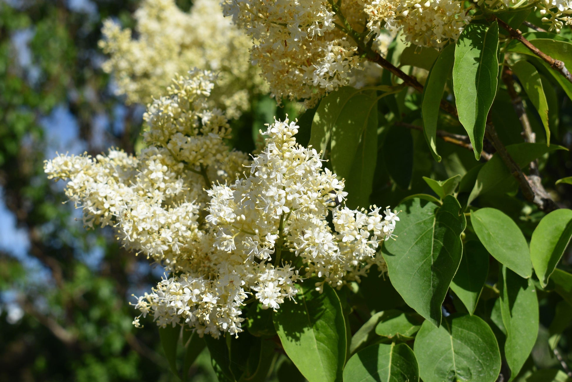 Syringa Reticulata Ivory Silk - View 9 from www redcrocus com
