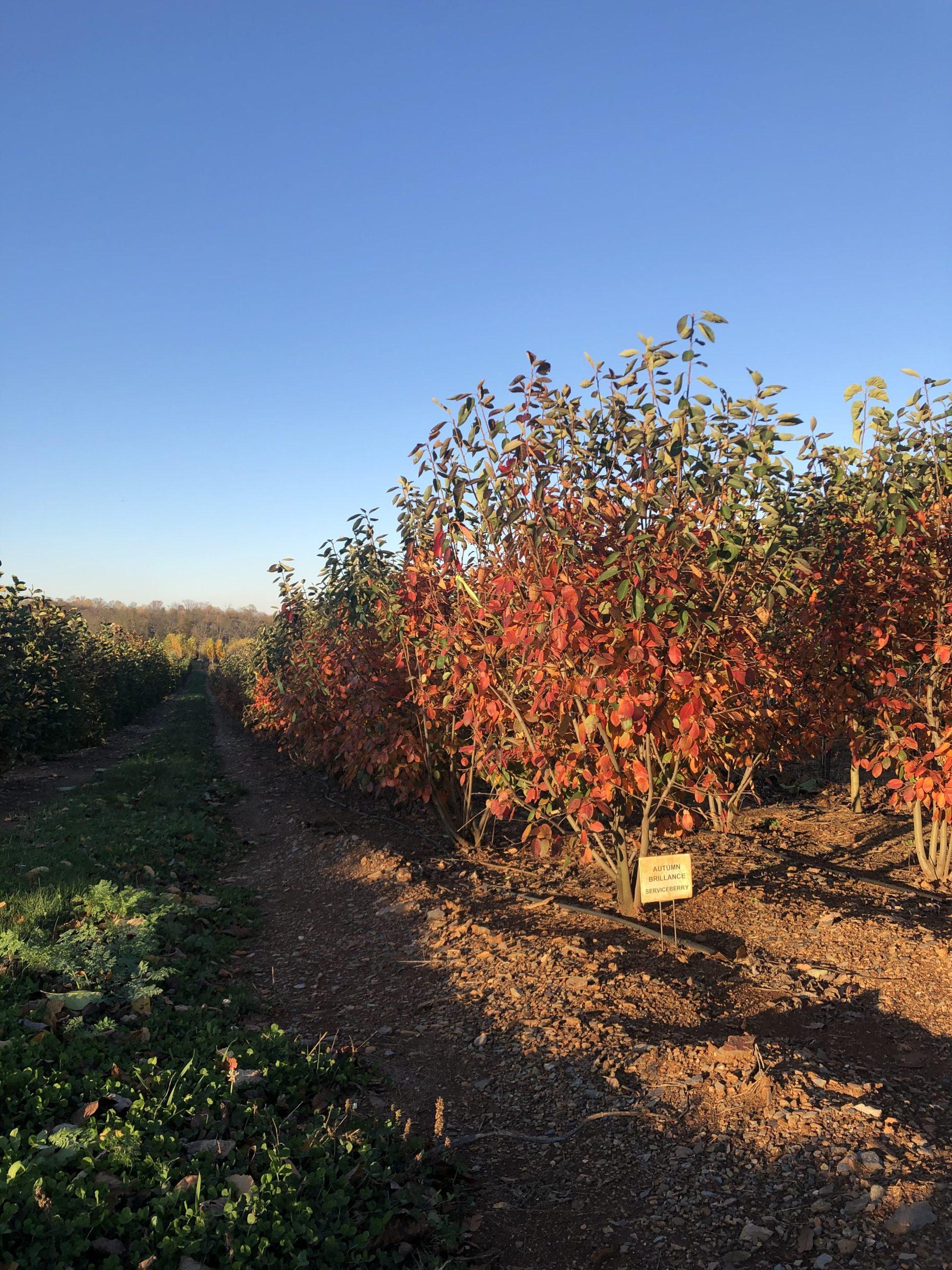Amelanchier Grandiflora Autumn Brilliance Multi Stem - View 17 from www redcrocus com