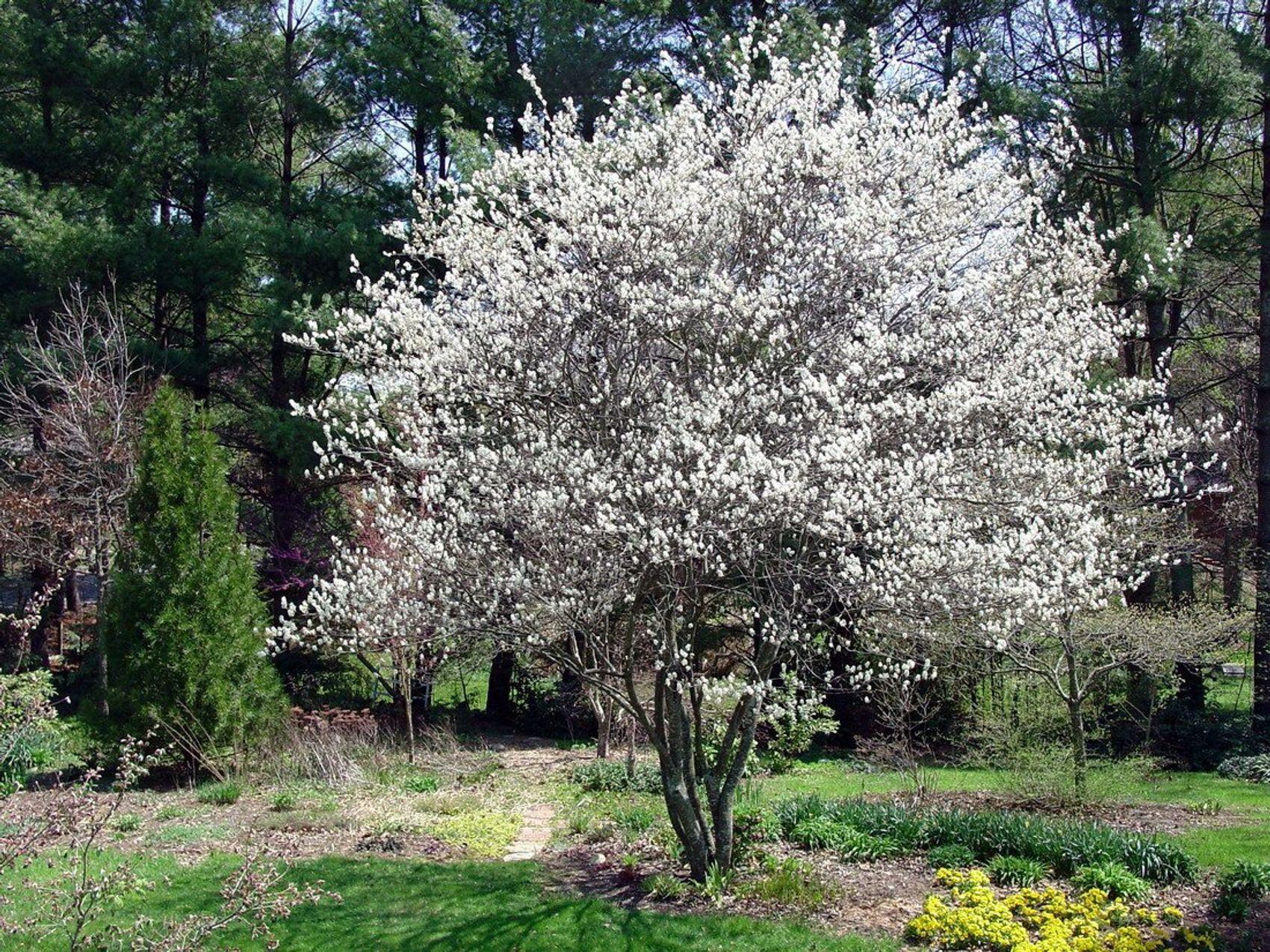 Amelanchier Grandiflora Autumn Brilliance Multi Stem - View 18 from www redcrocus com