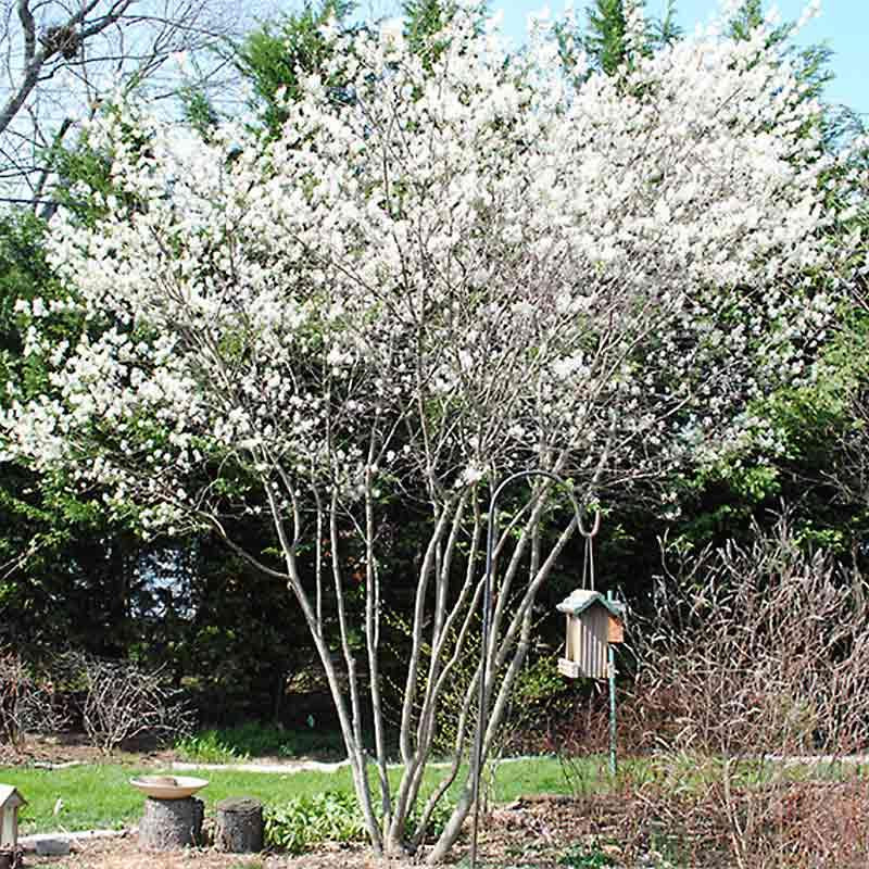 Amelanchier Grandiflora Autumn Brilliance Multi Stem - View 3 from www redcrocus com