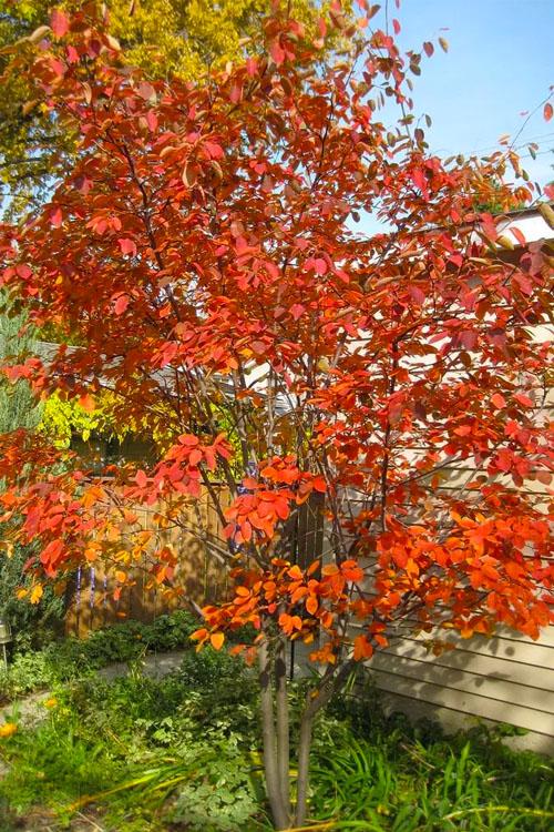 Amelanchier Grandiflora 'autumn Brilliance' Single Stem - View 16 from www redcrocus com