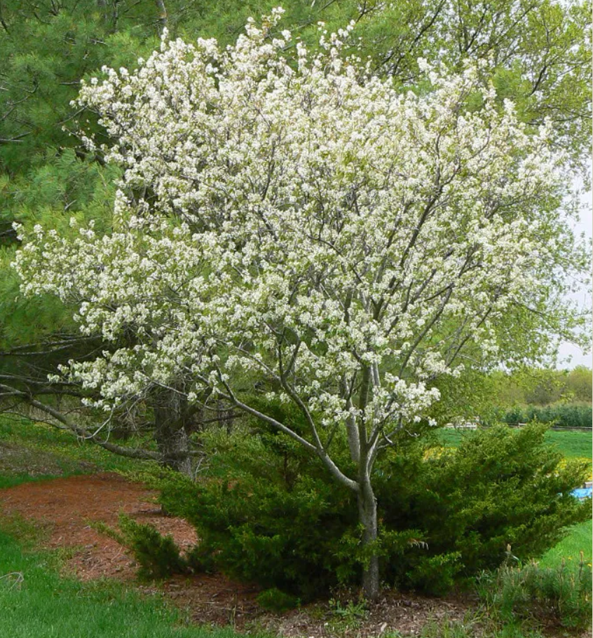 Amelanchier Grandiflora 'autumn Brilliance' Single Stem - View 17 from www redcrocus com