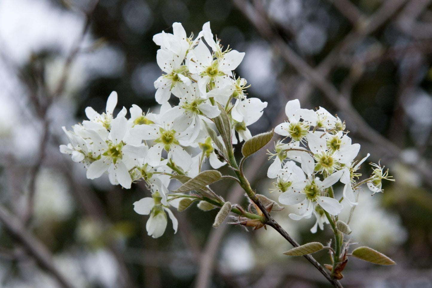 Amelanchier Grandiflora 'autumn Brilliance' Single Stem - View 21 from www redcrocus com
