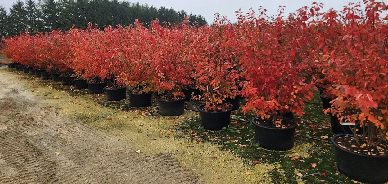 Amelanchier Grandiflora 'autumn Brilliance' Single Stem - View 23 from www redcrocus com