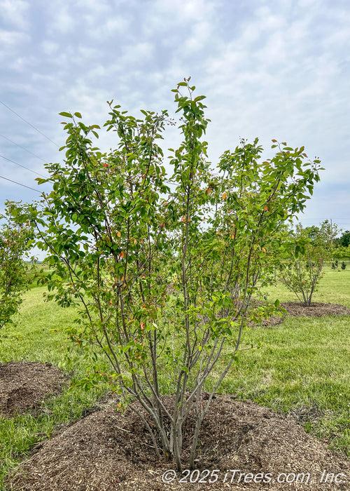 Amelanchier Grandiflora 'autumn Brilliance' Single Stem - View 24 from www redcrocus com
