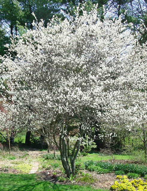 Amelanchier Grandiflora 'autumn Brilliance' Single Stem - View 25 from www redcrocus com