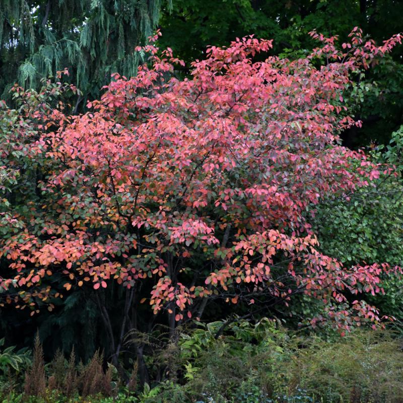 Amelanchier Grandiflora 'autumn Brilliance' Single Stem - View 29 from www redcrocus com