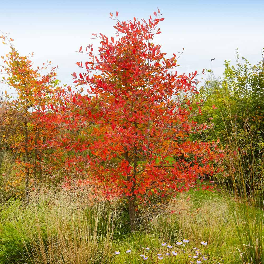 Amelanchier Grandiflora 'autumn Brilliance' Single Stem - View 31 from www redcrocus com