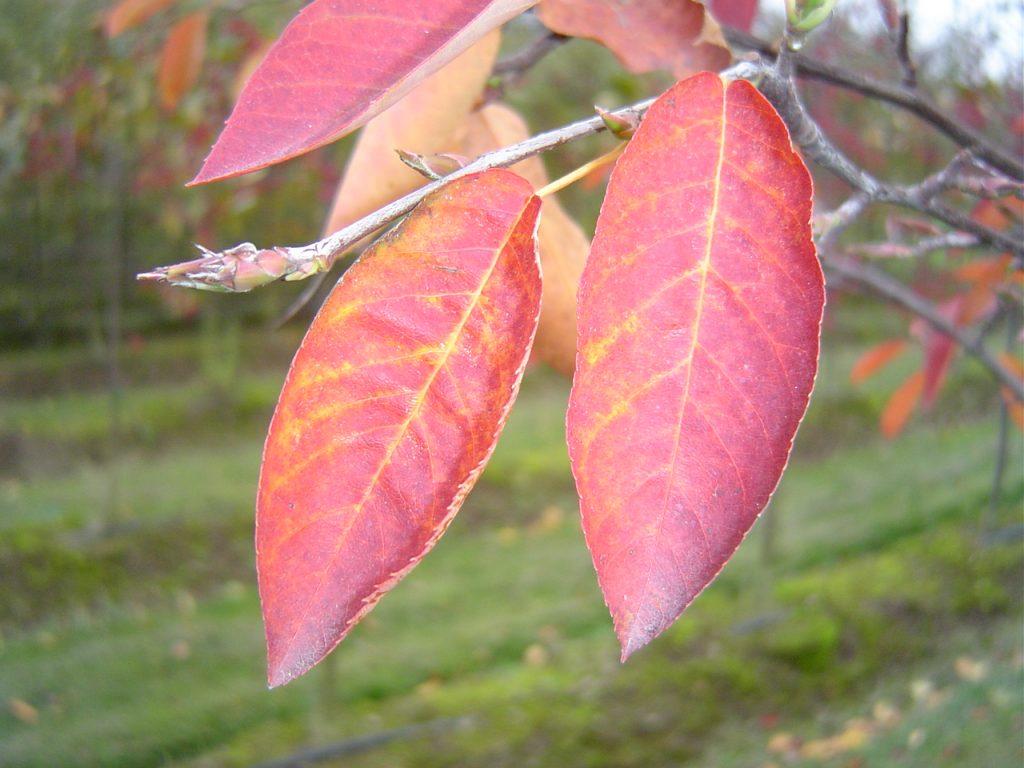 Amelanchier Grandiflora 'autumn Brilliance' Single Stem - View 32 from www redcrocus com