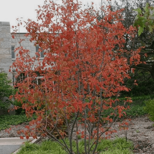 Amelanchier Grandiflora 'autumn Brilliance' Single Stem - View 33 from www redcrocus com