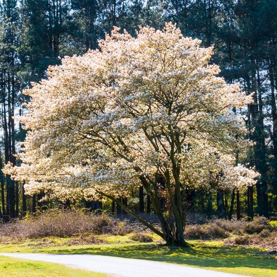 Amelanchier Grandiflora 'autumn Brilliance' Single Stem - View 34 from www redcrocus com