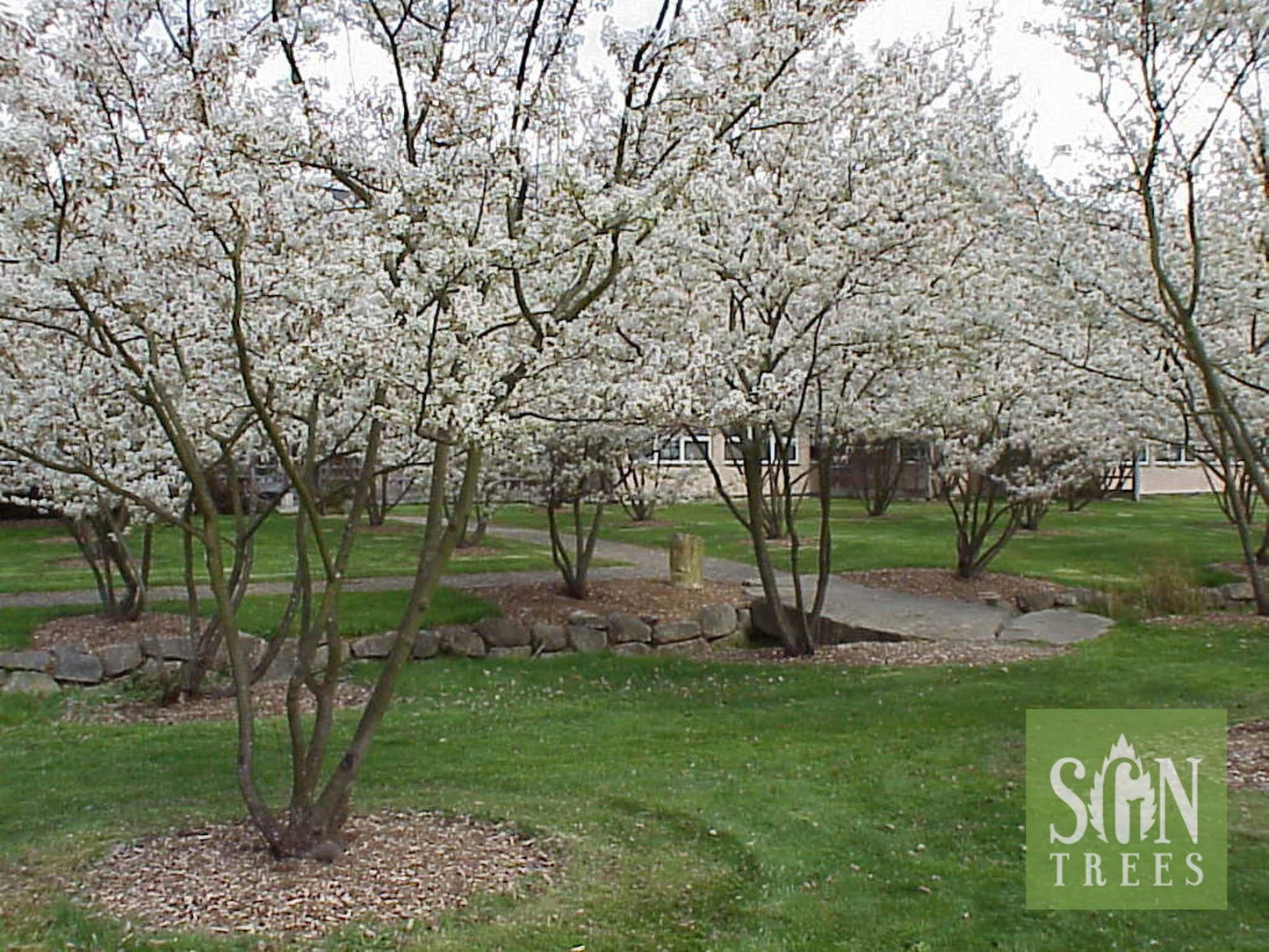 Amelanchier Grandiflora 'autumn Brilliance' Single Stem - View 6 from www redcrocus com