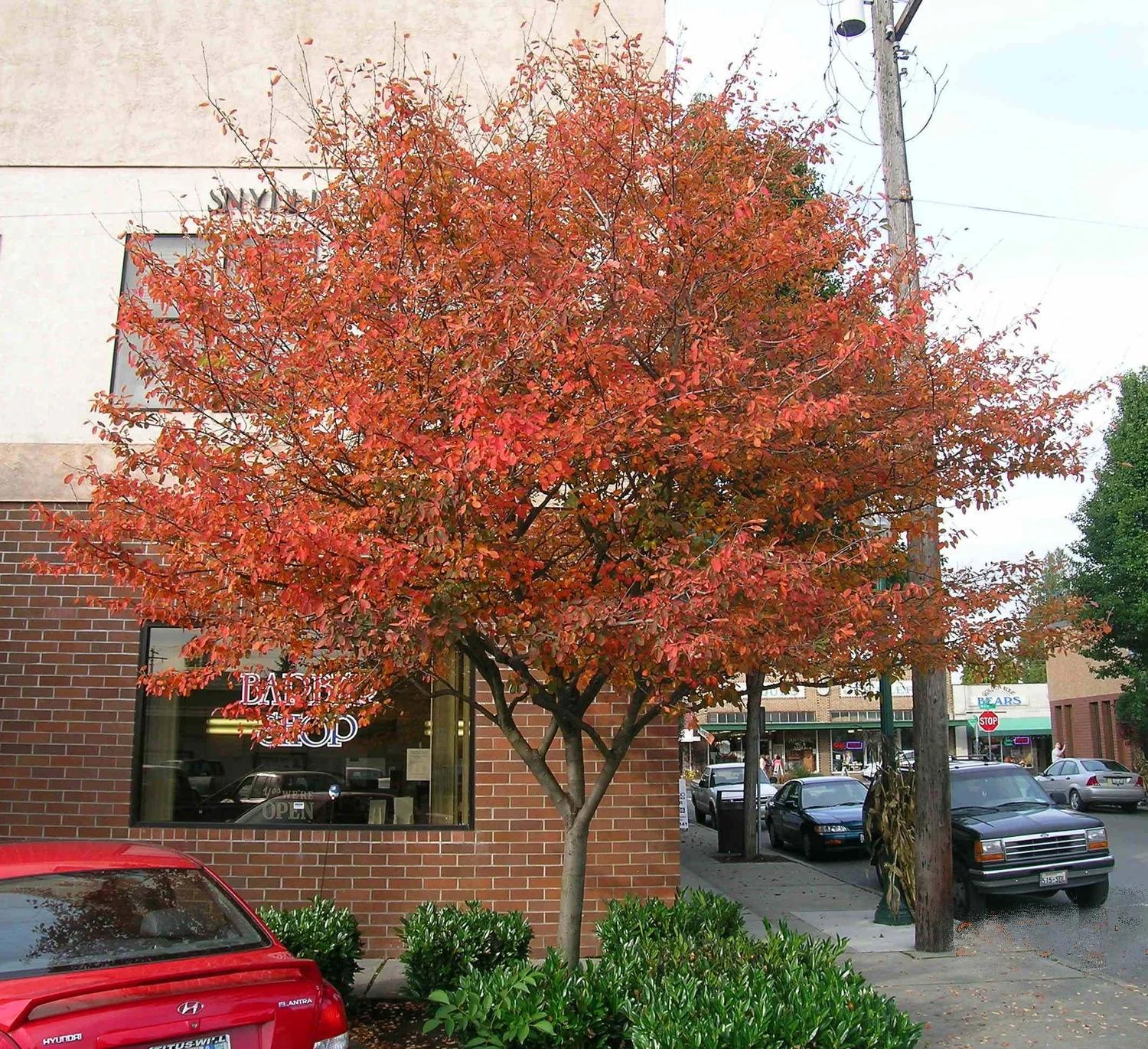 Amelanchier Grandiflora 'autumn Brilliance' Single Stem - View 7 from www redcrocus com