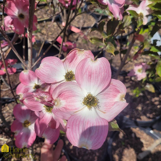 Cornus Florida Cherokee Brave Single Stem - View 10 from www redcrocus com