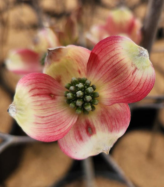 Cornus Florida Cherokee Brave Single Stem - View 11 from www redcrocus com