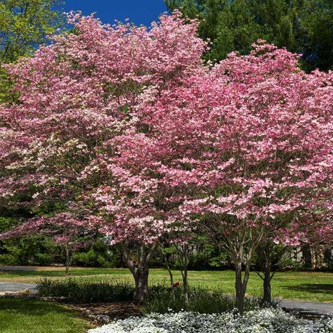 Cornus Florida Cherokee Brave Single Stem - View 14 from www redcrocus com