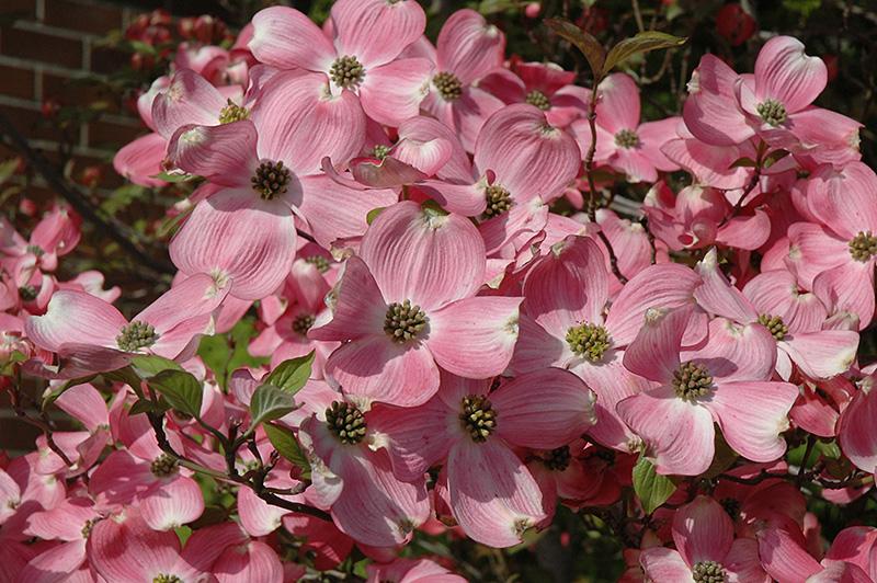Cornus Florida Cherokee Brave Single Stem - View 16 from www redcrocus com