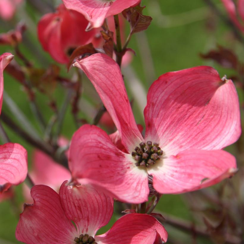 Cornus Florida Cherokee Brave Single Stem - View 17 from www redcrocus com