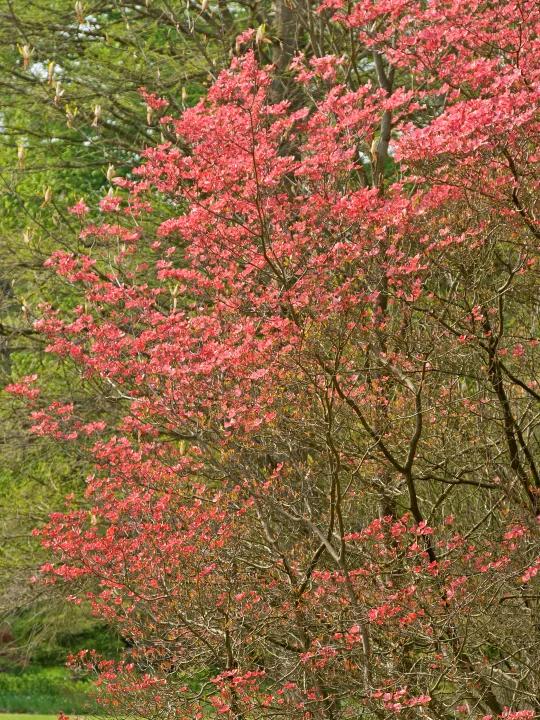 Cornus Florida Cherokee Brave Single Stem - View 18 from www redcrocus com