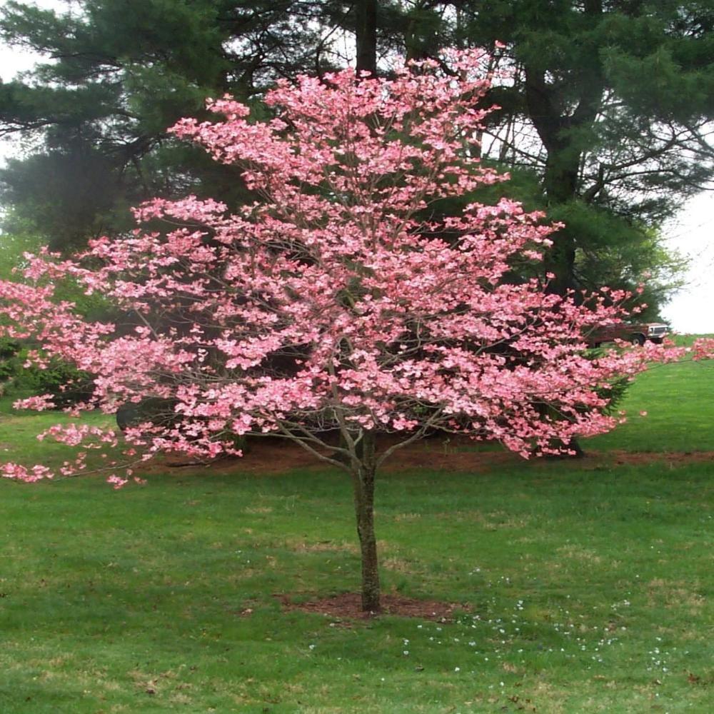 Cornus Florida Cherokee Brave Single Stem - View 19 from www redcrocus com