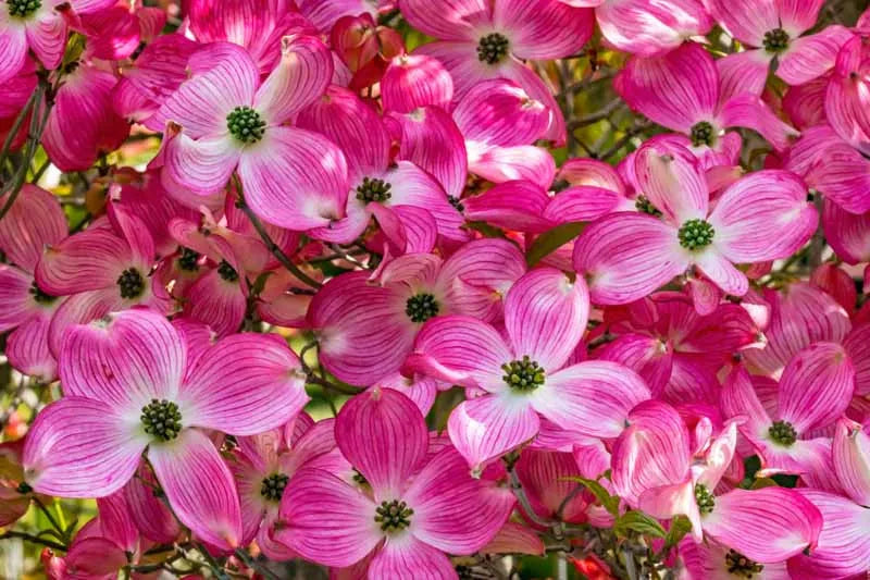 Cornus Florida Cherokee Brave Single Stem - View 1 from www redcrocus com