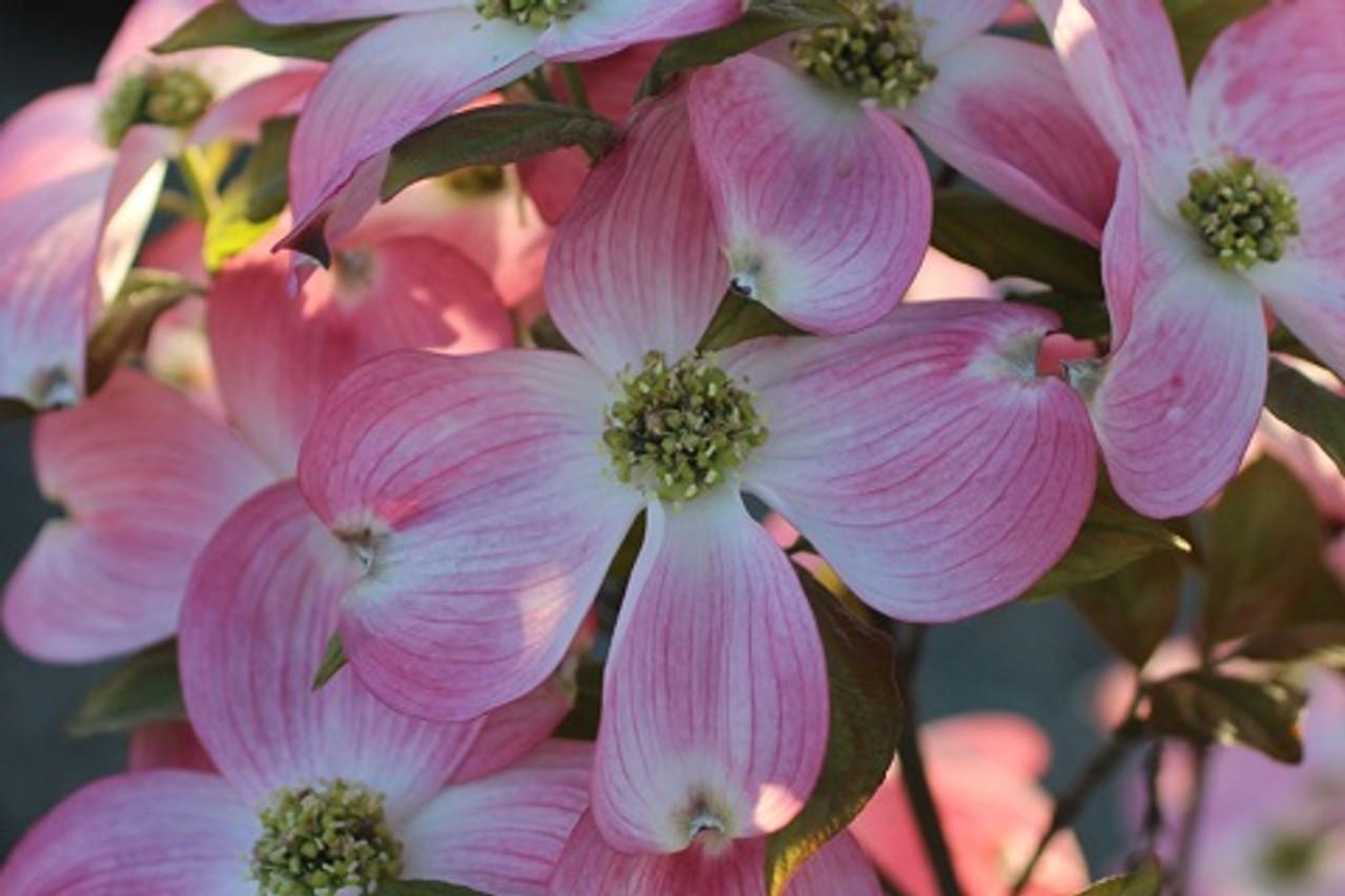 Cornus Florida Cherokee Brave Single Stem - View 2 from www redcrocus com