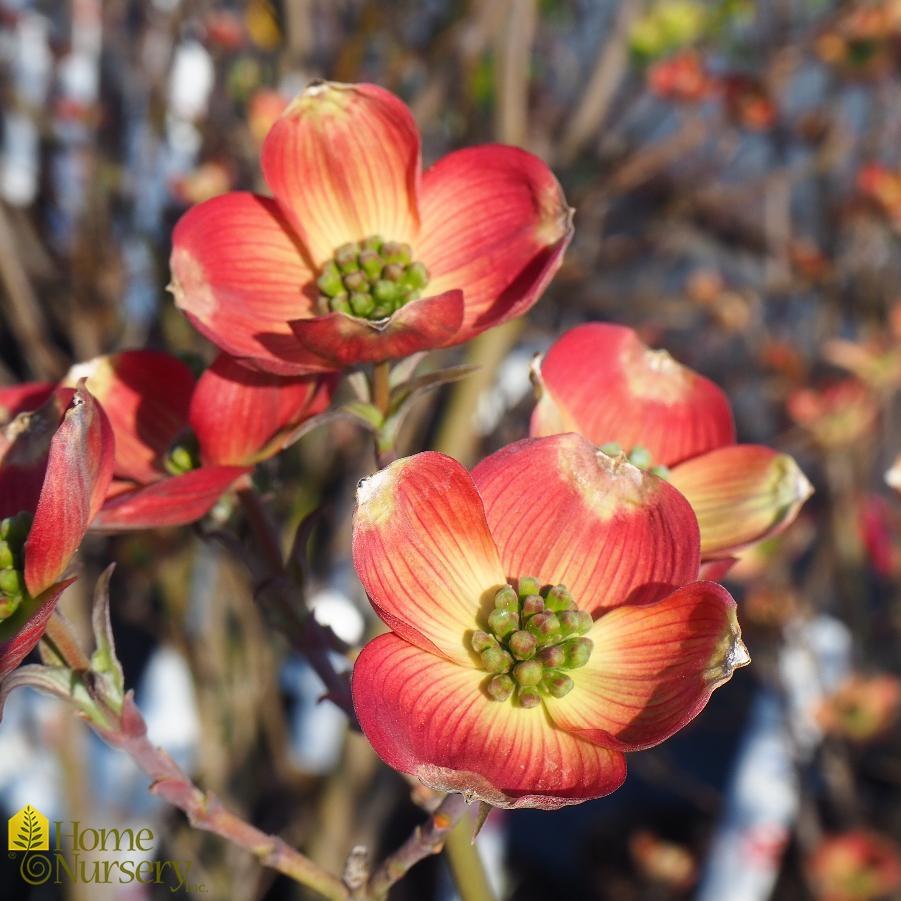 Cornus Florida Cherokee Brave Single Stem - View 3 from www redcrocus com