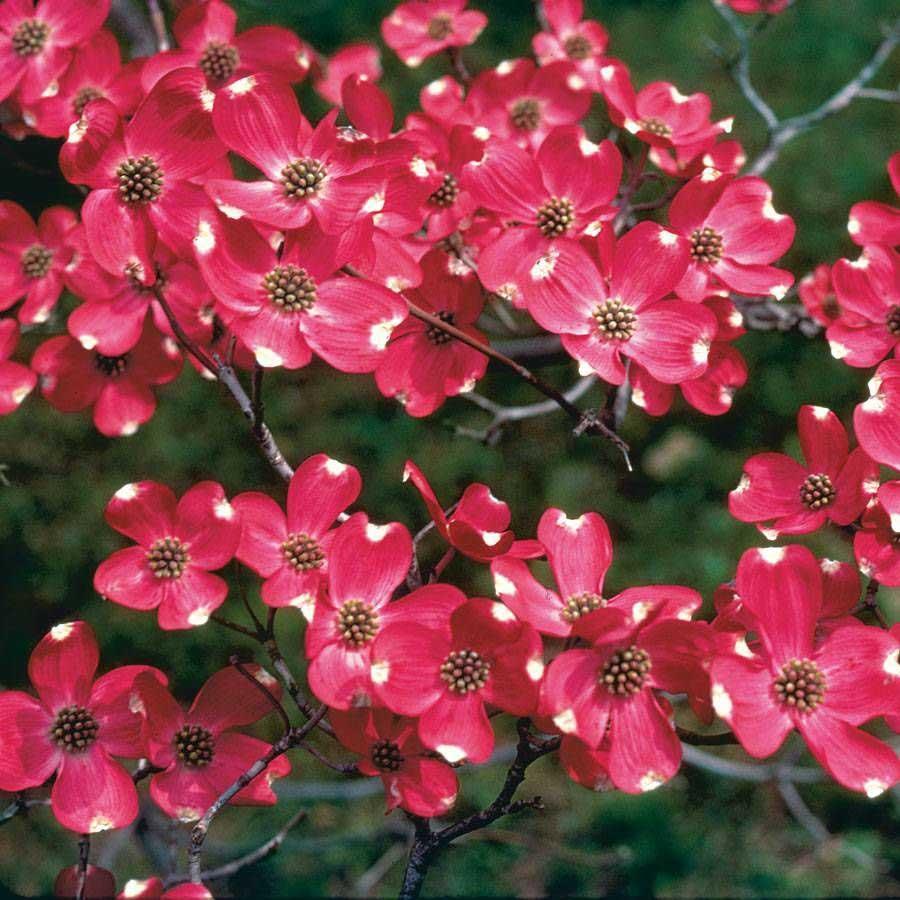 Cornus Florida Cherokee Brave Single Stem - View 5 from www redcrocus com
