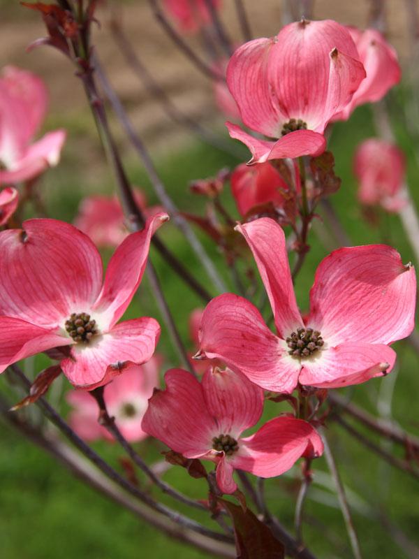 Cornus Florida Cherokee Brave Single Stem - View 6 from www redcrocus com